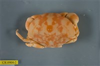 藏品(隆背瓢蟹)的圖片